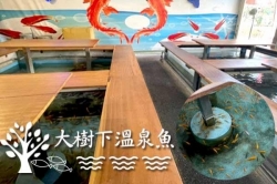 礁溪大樹下溫泉魚